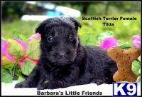 Puppies in Scottsville